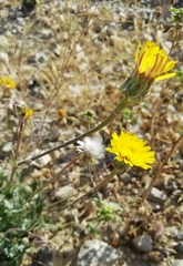 Asteraceae