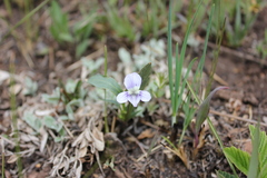 Viola stagnina