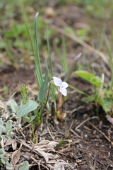 Viola stagnina