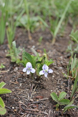 Viola stagnina