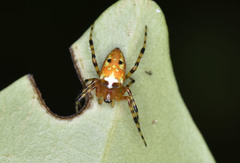 Argiope ocula