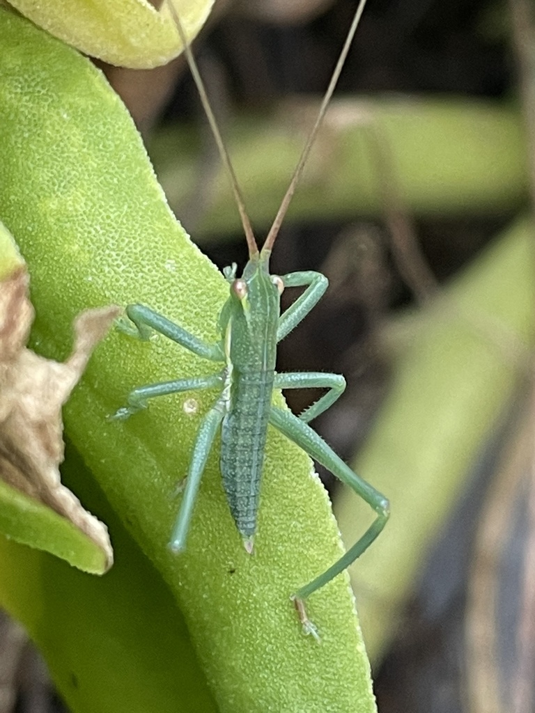 Common Sluggish Katydid