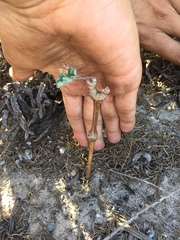 Pelargonium gibbosum