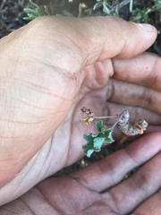 Pelargonium gibbosum