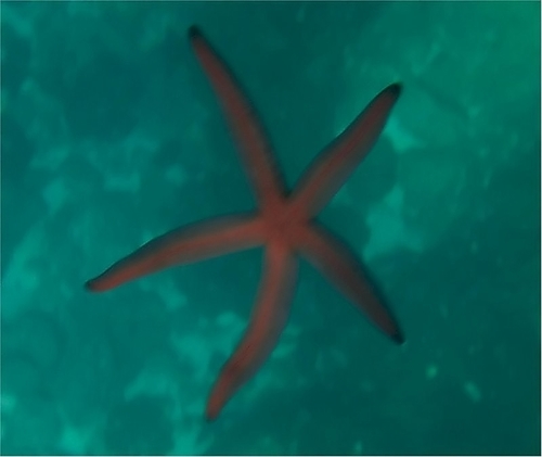 Blue Sea Star
