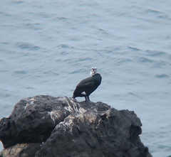 Phalacrocorax capillatus