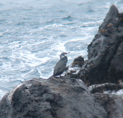 Phalacrocorax capillatus