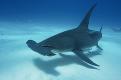 Great Hammerhead photo 4