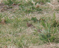 Alauda arvensis intermedia