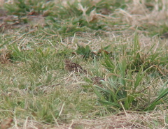 Alauda arvensis intermedia