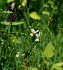 Vicia galeata