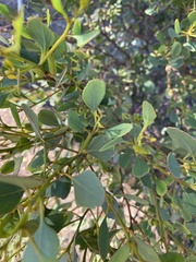 Eucalyptus globulus bicostata