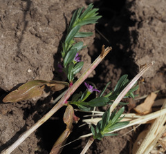 Lythrum tribracteatum