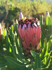 Protea × hybrida