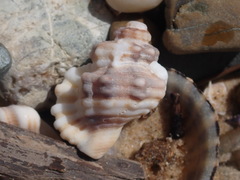 Monoplex exaratus