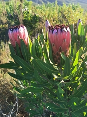 Protea × hybrida