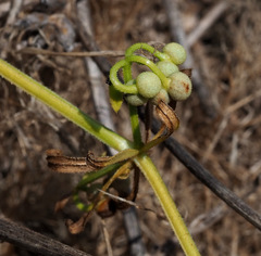 Galium tricornutum