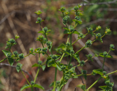 Euphorbia arguta