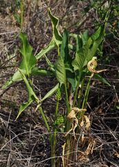 Arum hygrophilum