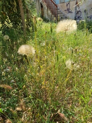 Tragopogon porrifolius