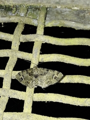 Pasiphila bilineolata