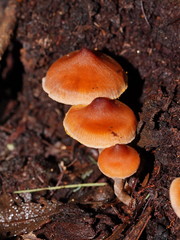Cortinarius mastoideus