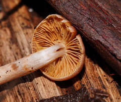 Cortinarius mastoideus