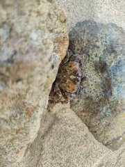 Hemigrapsus sanguineus