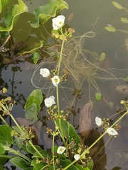 Echinodorus palifolius