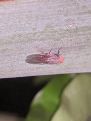 Platypezidae
