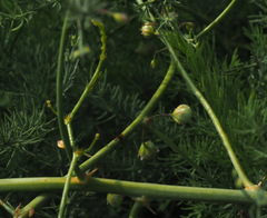 Asparagus palaestinus