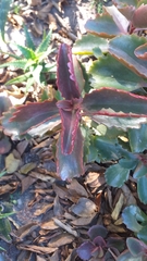 Kalanchoe sexangularis