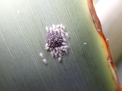 Scolypopa australis