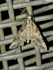 Pseudocoremia rudisata