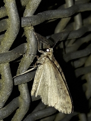 Pseudocoremia rudisata