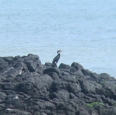 Phalacrocorax capillatus