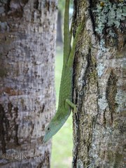 Anolis huilae