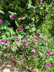 Malva sylvestris
