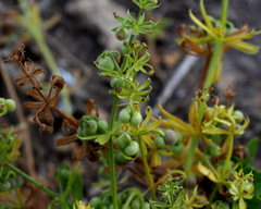 Galium tricornutum