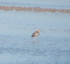 Numenius madagascariensis