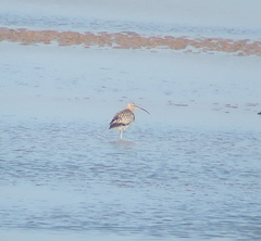 Numenius madagascariensis