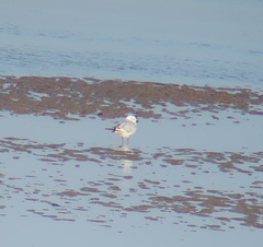 Saundersilarus saundersi