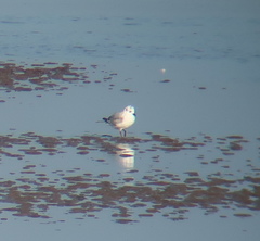 Saundersilarus saundersi