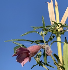 Sesamum triphyllum