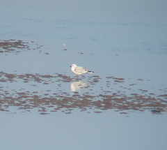 Saundersilarus saundersi