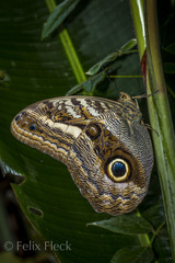 Caligo oileus