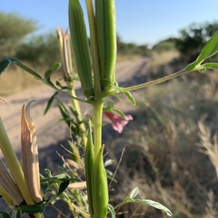 Sesamum triphyllum