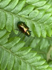 Chalcolema cylindrica