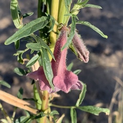 Sesamum triphyllum