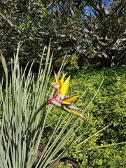 Strelitzia juncea